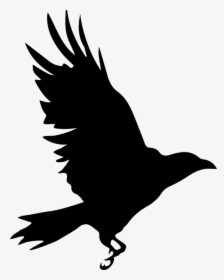 Crow, Bird, Silhouette, Volatile, Monochrome, Animal - Cuervo Silueta, HD Png Download, Free Download