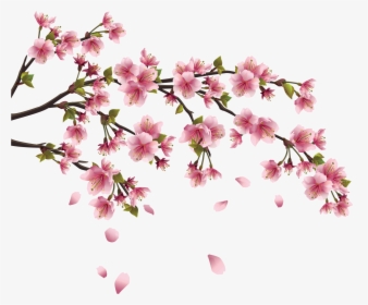 Sakura Png Image Background - Drawing Chinese Flowers, Transparent Png, Free Download