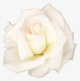 Garden Roses Centifolia Roses Petal White Cut Flowers - Flower White Rose Png, Transparent Png, Free Download