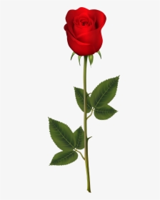 Transparent Rose Heart Clipart - White Rose Transparent Png, Png Download, Free Download