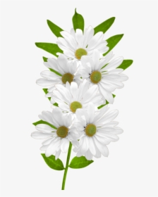 For Computer Angel Hopkins - White Daisy Flowers Png, Transparent Png, Free Download