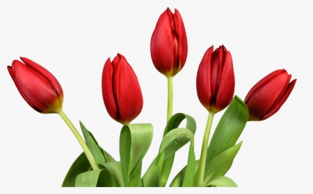 Bouquet Of Flowers - Tulips Png, Transparent Png, Free Download