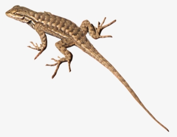 Lizard Png Transparent, Png Download, Free Download