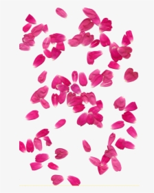 Pink Rose Petals Png - Flower Petals Rain Png, Transparent Png, Free Download