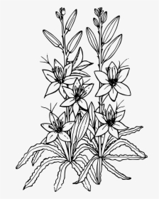 Desert Lily Clip Arts - Desert Willow Flower Drawing, HD Png Download, Free Download