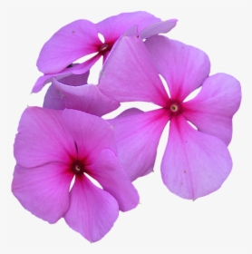 Image Cropped, Pink Flowers, Petal, Pink Petals, Flower - Flowers Cropped, HD Png Download, Free Download