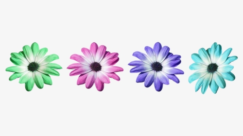Flower, Pink, Daisy, Petals, Flora, Flowers - African Daisy, HD Png Download, Free Download