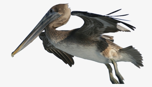 Pelecanus Occidentalis And Fishing Hook 2 - Brown Pelican Png, Transparent Png, Free Download