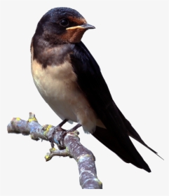 Download Barn Swallow Png Clipart - Things Found In The Environment, Transparent Png, Free Download