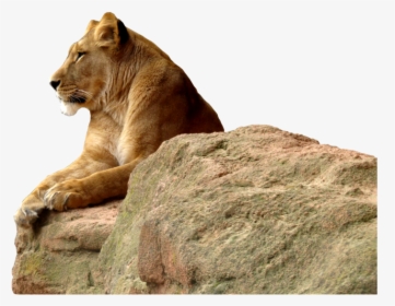 Lioness Transparent Background Png - Transparent Background Lioness Png, Png Download, Free Download