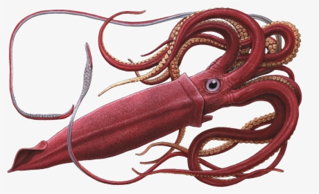 Squid Png - Png Squid, Transparent Png, Free Download