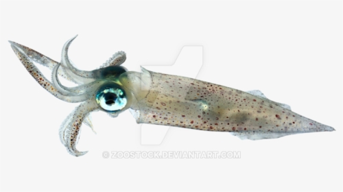 Squid Png Transparent, Png Download, Free Download