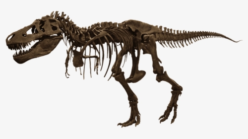 T-rex Skelet - American Museum Of Natural History, HD Png Download, Free Download