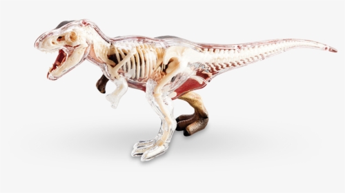 4d Vision T-rex Anatomy Model - 4d Anatomy Model Reddit, HD Png Download, Free Download
