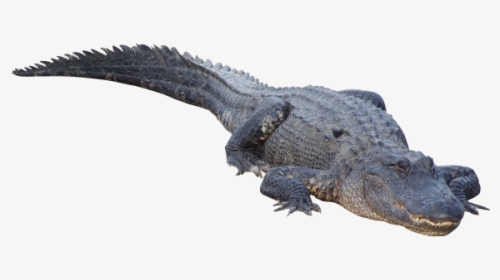 Sleeping Crocodile Png - Alligators On Transparent Background, Png Download, Free Download