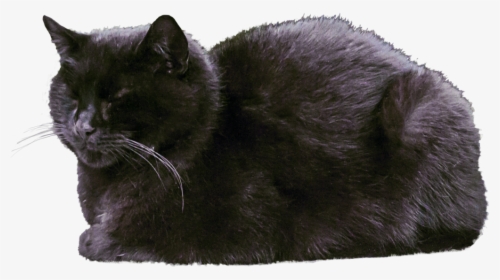 Cat Transparent Images - Black Cat Sleeping Png Transparent, Png Download, Free Download