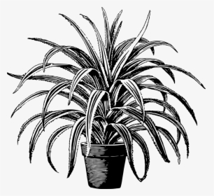 Houseplant, Leaf, Leafy, Leaves, Plant, Pot, Potted - Houseplant Black And White, HD Png Download, Free Download