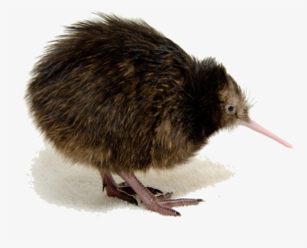 Download Kiwi Bird Png Clipart - Transparent Kiwi Bird, Png Download, Free Download