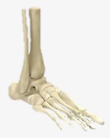 #skeleton #feet #bones #human - Main Human Bones Foot, HD Png Download, Free Download