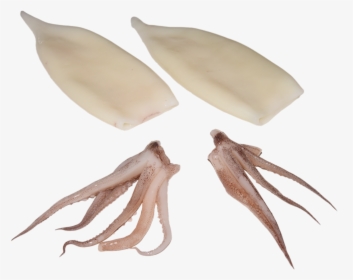 Calamari Animal, HD Png Download, Free Download