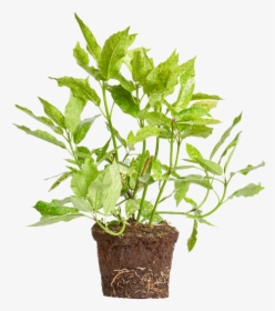 Gold Dust Plant - Flowerpot, HD Png Download, Free Download