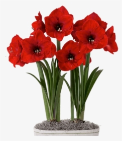 Red Amaryllis In Flower Pot - Diy Paper Amaryllis Flower, HD Png Download, Free Download