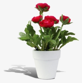 Flowerpot Rosa Chinensis - Flower Pots Png, Transparent Png, Free Download