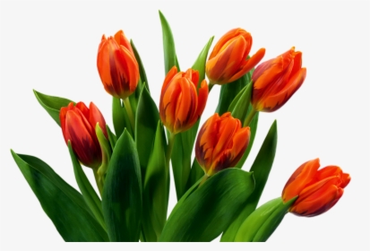Red Tulip Buds Transparent, HD Png Download, Free Download