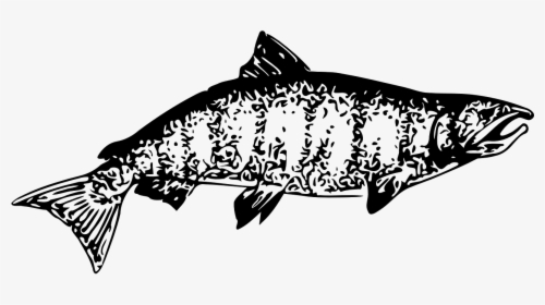 Chinook Salmon Clipart Black And White, HD Png Download, Free Download