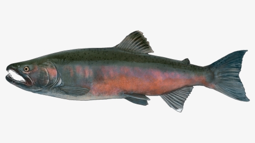 Transparent Trout Png - Красная Рыба На Камчатке, Png Download, Free Download