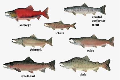 Salmon 01 Transparent - Species Of Salmon, HD Png Download, Free Download