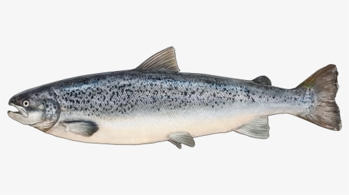 Http - //www - Fishbuoy - Com/images/images/fish Species - Identify Atlantic Salmon, HD Png Download, Free Download