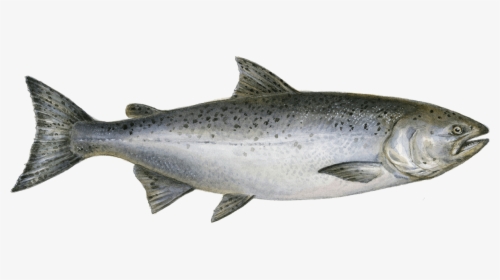 King Salmon Png , Png Download - Chinook Salmon Png, Transparent Png, Free Download