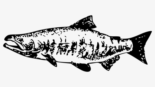 Salmon Clipart Market Fish - Salmon Vector Art, HD Png Download, Free Download