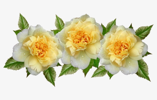 Roses, Yellow, Flowers, Raindrops, Arrangement - Rosa Amarela Com Branco Png, Transparent Png, Free Download