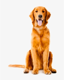 Golden Labrador Shepherd German Sitting Dog Pet Clipart - Golden Retriever Png, Transparent Png, Free Download