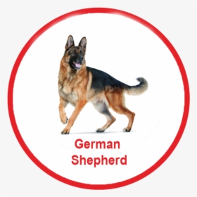 German Shepherd Royal, HD Png Download, Free Download