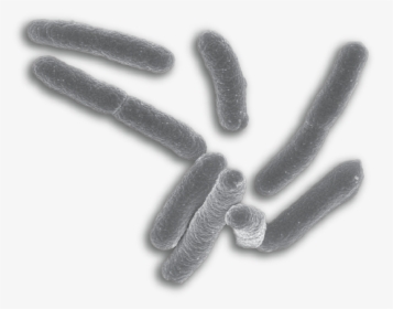Bacteria Png - E Coli No Background, Transparent Png, Free Download