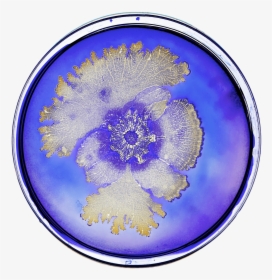 Bacteria In Petri Dish - Tal Danino, HD Png Download, Free Download