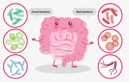 Reset Your Gut Health Series - Intestino Caricatura, HD Png Download, Free Download