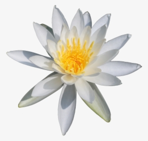 Lotus Flower Png - Nymphaea Png, Transparent Png, Free Download