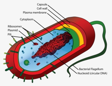 Prokaryotic Cell Diagram, HD Png Download, Free Download