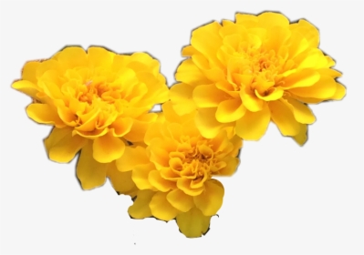 Yellow Flower Clipart Tumblr Transparent - Yellow Flower Transparent Background, HD Png Download, Free Download