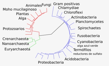 Classification Of Bacteria , Png Download - Evolution Of Life, Transparent Png, Free Download