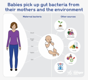 Babies Pick Up Their Gut Bacteria From Their Mothers - Cartoon, HD Png Download, Free Download