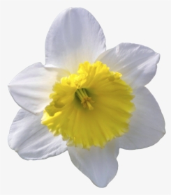 Narcissus, HD Png Download, Free Download