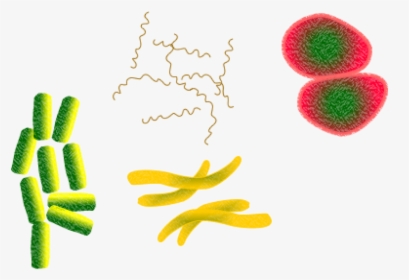 Bacteria Microbes Infection Png Image, Transparent Png, Free Download