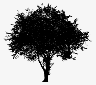 Tree Vector Graphics Evergreen Image Oak - Tree Free Transparent Background, HD Png Download, Free Download