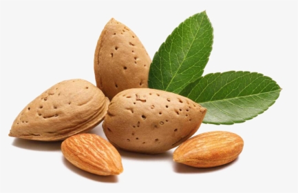 Download Almond Png Transparent Image - Primary Products Raw Material, Png Download, Free Download