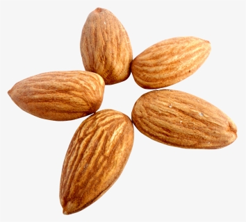 Png Free Images Toppng - Almond Png, Transparent Png, Free Download